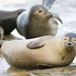 Appartement Duinenzicht Coxyde