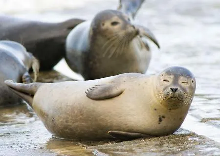 Apartman Duinenzicht Koksijde